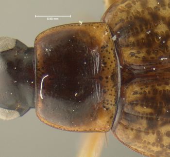 Media type: image;   Entomology 28662 Aspect: pronotum dorsal